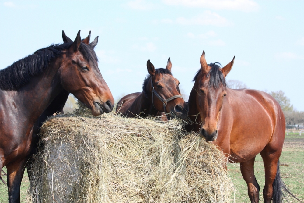 Paardenvoer | We onder meer aan maneges en stalhouderijen, veehouders, kinderboerderijen en particulieren